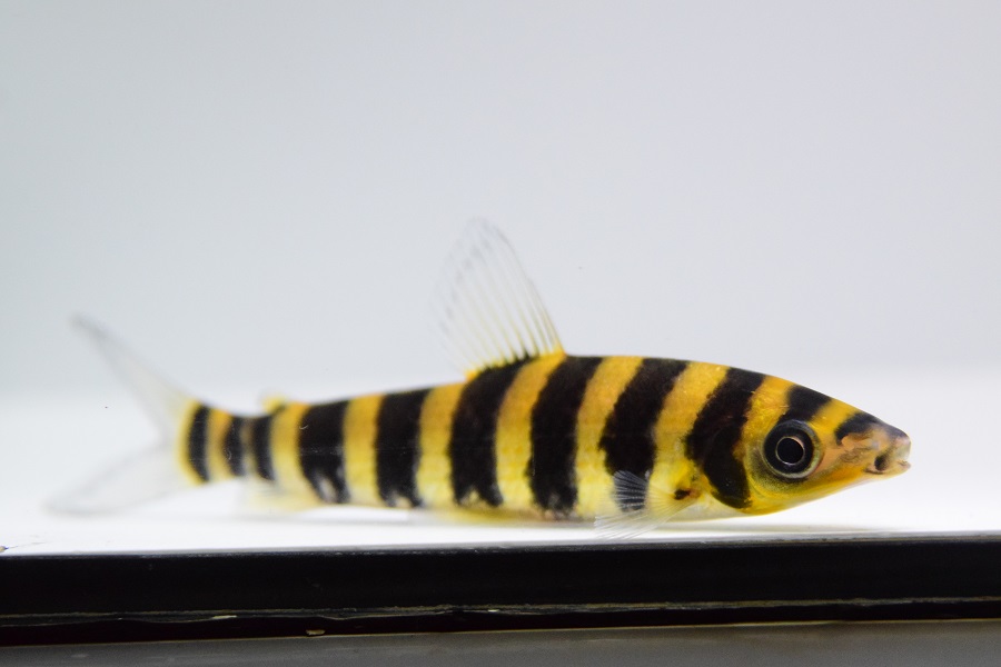 ﾚﾎﾟﾘﾇｽ SP. ﾚｯﾄﾞﾌｨﾝ